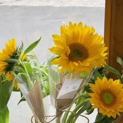 一肖三码app下载